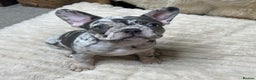 French Bulldog dogs for sale: x1 GIRL LEFT! RARE PURE BLUE MERLE TAN PUPPIES  - Advert 22