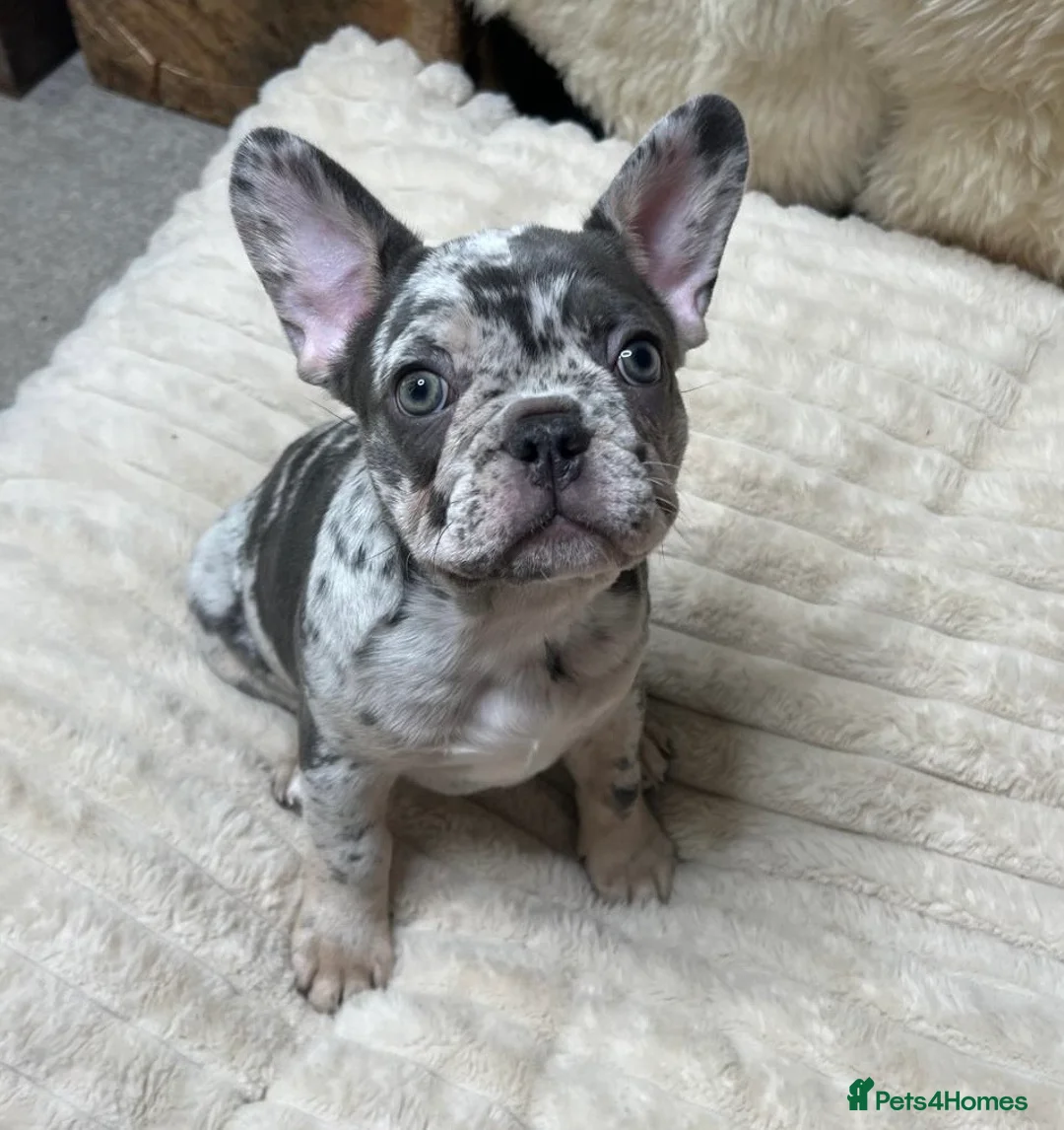 French Bulldog dogs for sale: x1 GIRL LEFT! RARE PURE BLUE MERLE TAN PUPPIES  - Advert 26