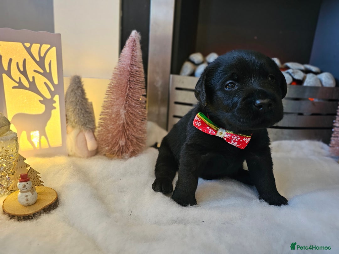 Labrador Retriever dogs for sale: Beautiful KC Show Line Labrador Puppys  - Advert 19