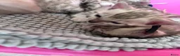 Bengal cats for sale: TICA Reg Bengal Kittens. Ready Next Month - Advert 11