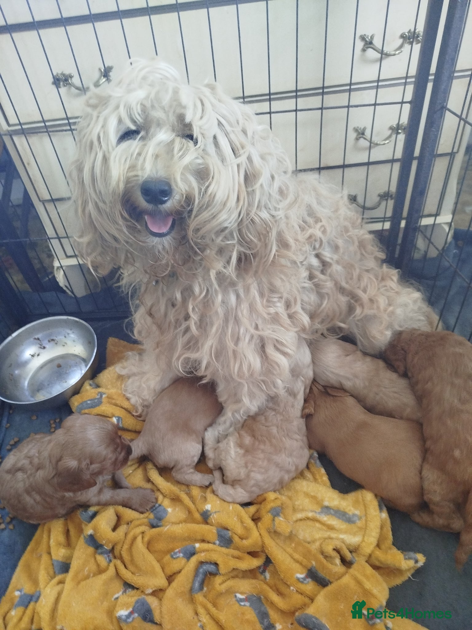 Cockapoo dogs  Cockerpoo f2  - Advert 1