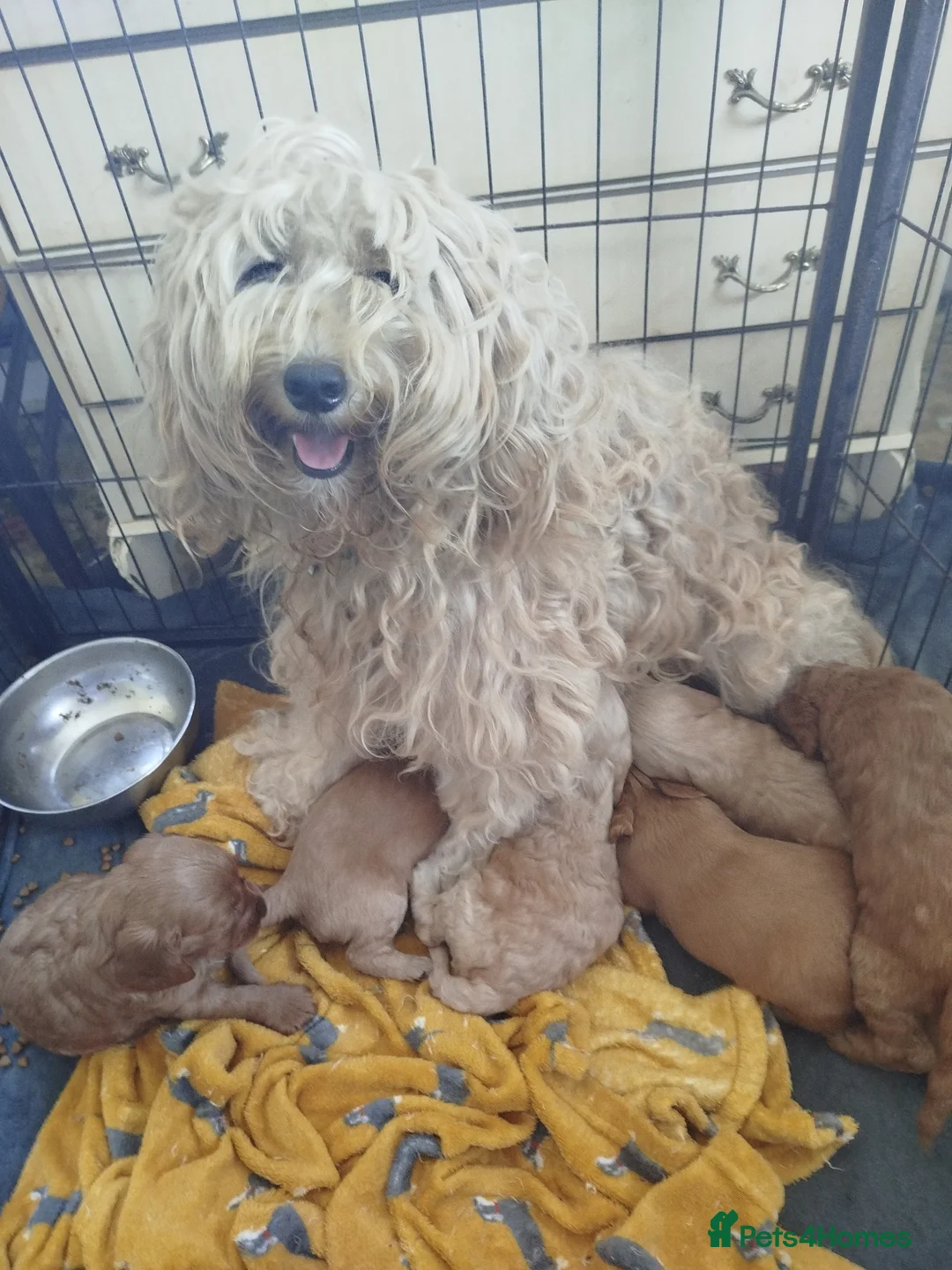 Cockapoo dogs for sale:  Cockerpoo f2  - Advert 1