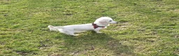 Miniature Dachshund dogs for sale: Rare Cream Mini Longcoat Dachshund Puppies in Dalkeith - Advert 16