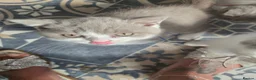 British Shorthair cats for sale:  british shorthairs ready now 2 boy 1 gril - Advert 4