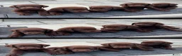 Labrador Retriever dogs for sale: 2 LEFT READY SOON KC CHOCOLATE LABRADOR PUPPIES - Advert 5