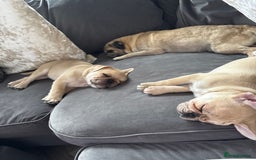 Frug dogs for sale: Girl frug ready to go to her forever home - Image 20