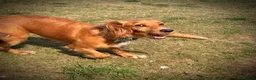 Cocker Spaniel dogs for adoption: Kairo the Gorgeous Goofy Golden Boy - Advert 11