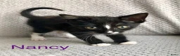 Mixed Breed cats for sale: Kittens for sale  in Hungerford - Advert 7