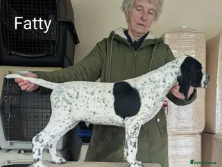 Pointer dogs Pointer - Advert 3