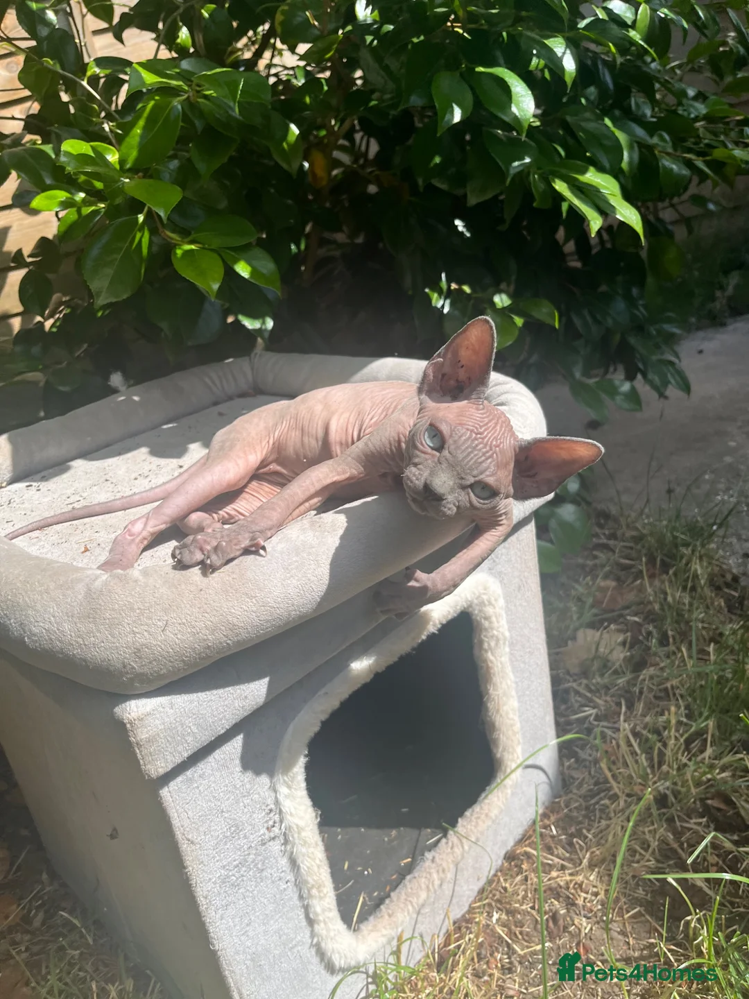 Sphynx cats for sale: Bumblebee  - Advert 2
