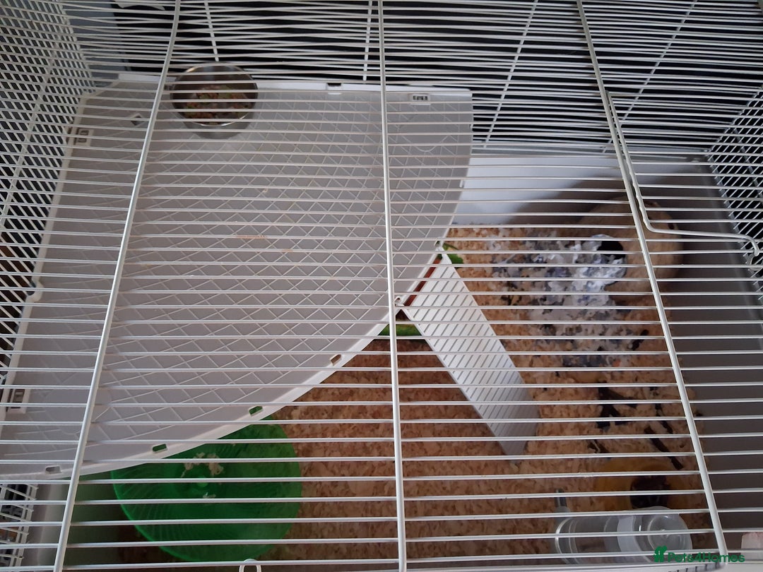 Hamster rodents for sale: Titch. Syrian Hamster. Cage, food and bedding too. - Advert 5