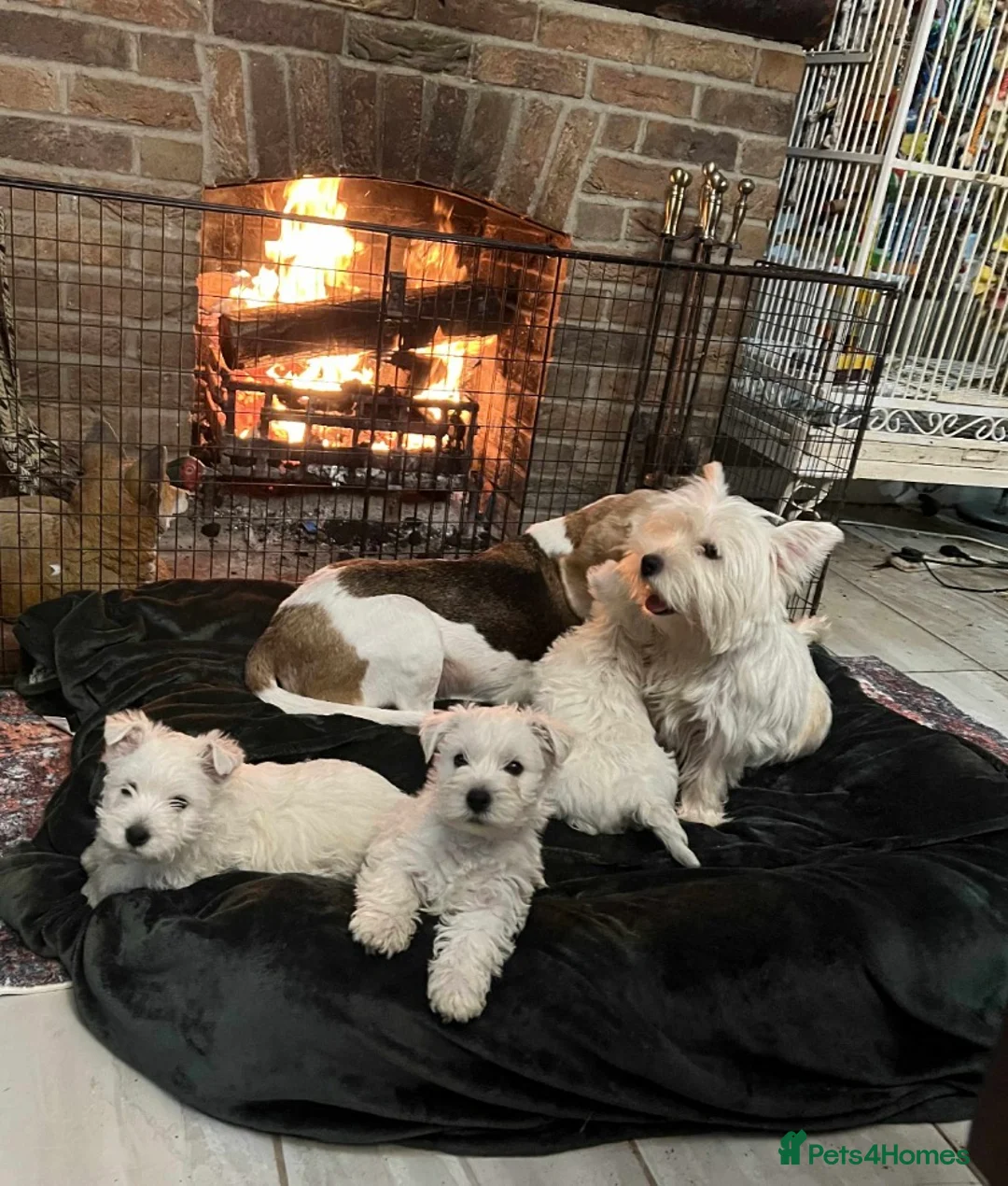 West Highland Terrier dogs for sale: Pedigree West Highland Terriers for sale.  - Advert 2
