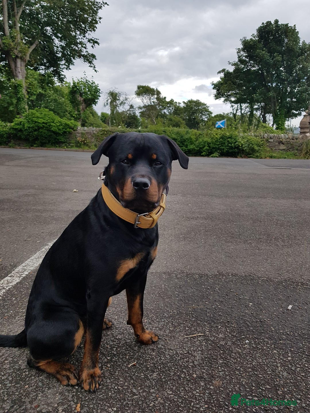 Rottweiler dogs for stud:  Rottweiler - Advert 3