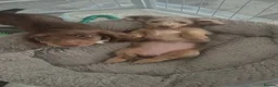 Miniature Dachshund dogs for sale: KC Long Hair Miniature Dachshund Pups ready now - Advert 2