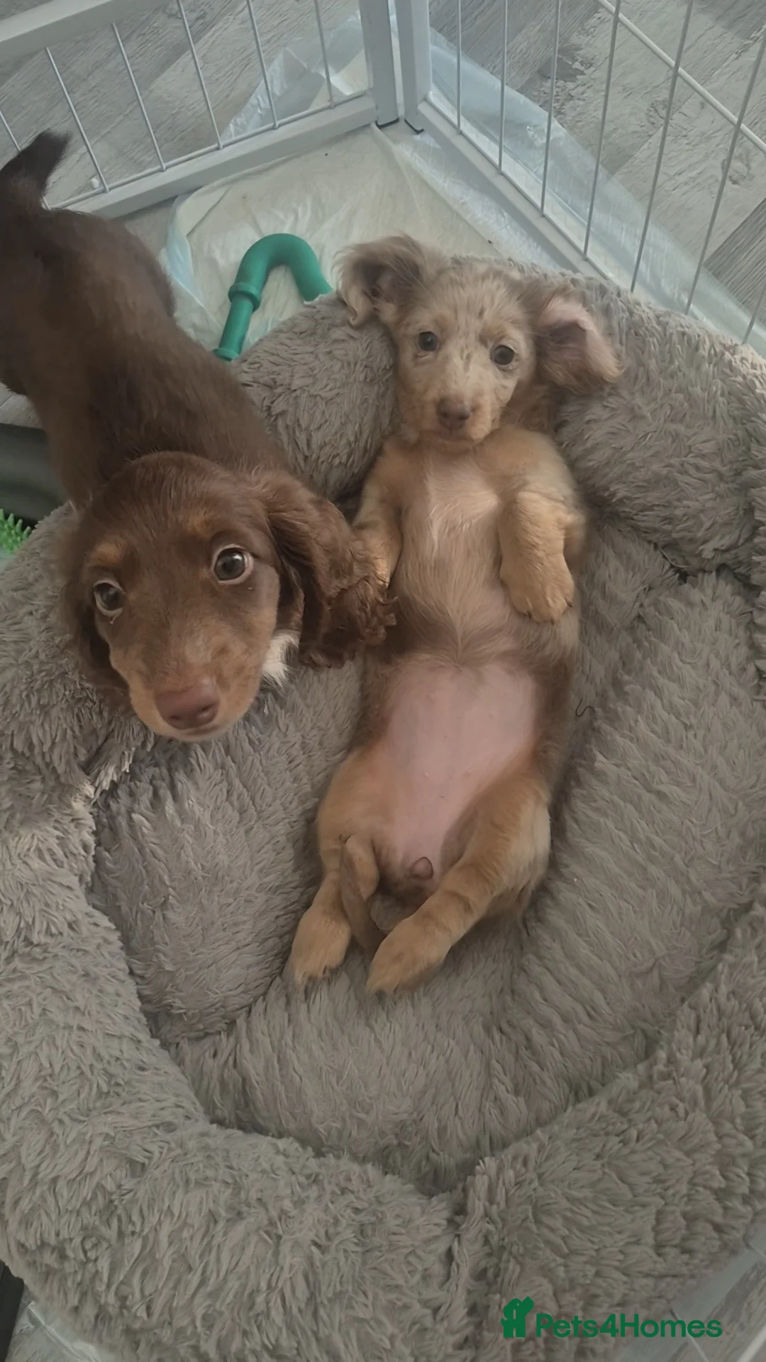 Miniature Dachshund dogs for sale: KC Long Hair Miniature Dachshund Pups ready now - Advert 2