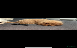 Poochon dogs for sale: Ready now, 1 boy and 1 girl Toy Poochon - Image 14