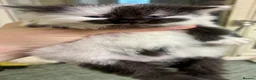 Turkish Angora cats for sale: Turkish angora mix - Advert 9