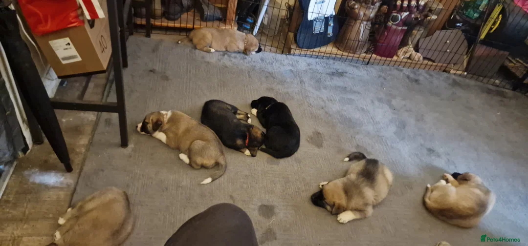 Mixed Breed dogs for sale: Caucasian Shepsky puppies for sale. - Advert 8