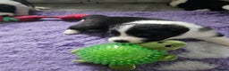 Border Collie dogs for sale: B. C. Puppies black and white kc reg - Advert 8