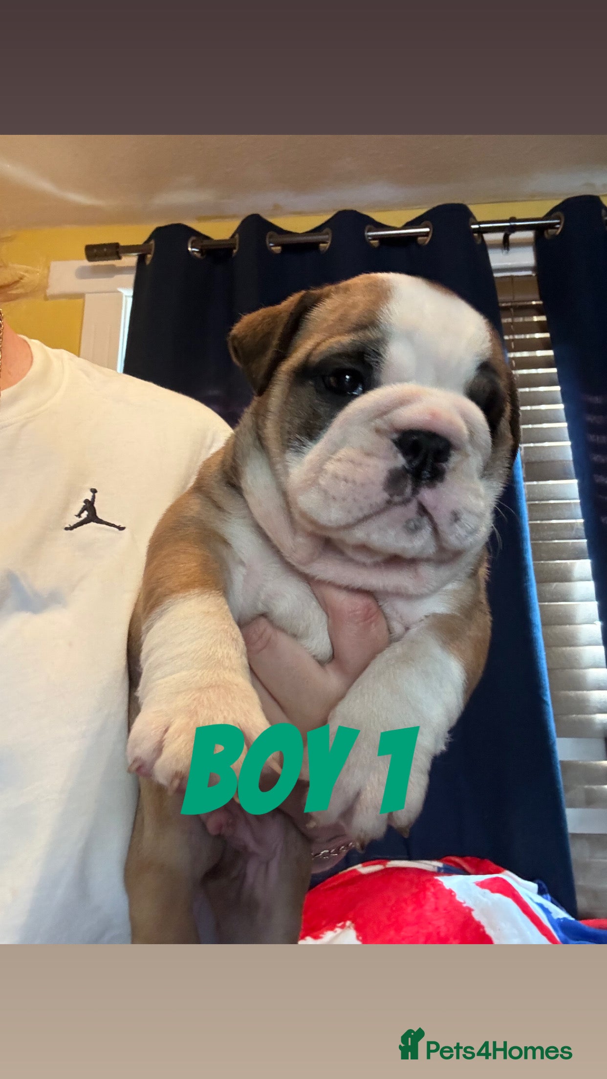 English Bulldog dogs Healthy beautiful British bulldogs - Advert 6