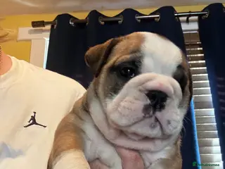 English Bulldog dogs Healthy beautiful British bulldogs - Advert 7