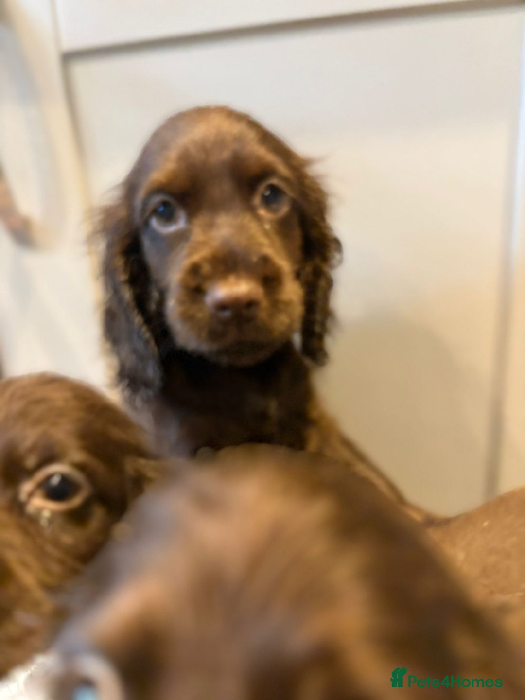 Cocker Spaniel dogs for sale: 🐾✨outstanding  cocker spaniel puppies 🐾✨ - Image 7