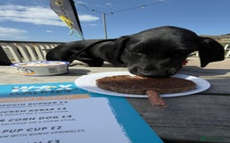 Hungarian Vizsla dogs for sale: Vizlador Female 10 months old  - Image 8