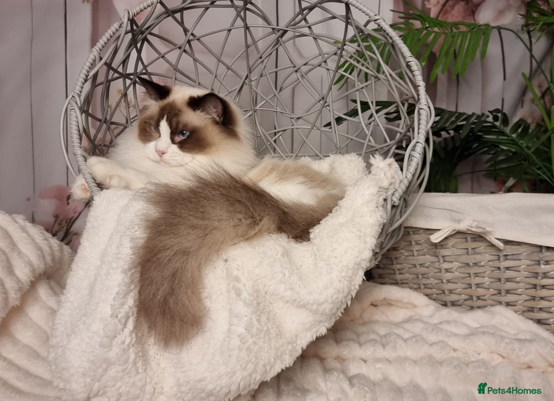 Ragdoll cats for sale: Quality Tica reg Ragdoll kittens  - Advert 21