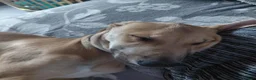 Mixed Breed dogs for sale: 14 month old lurcher - Advert 5