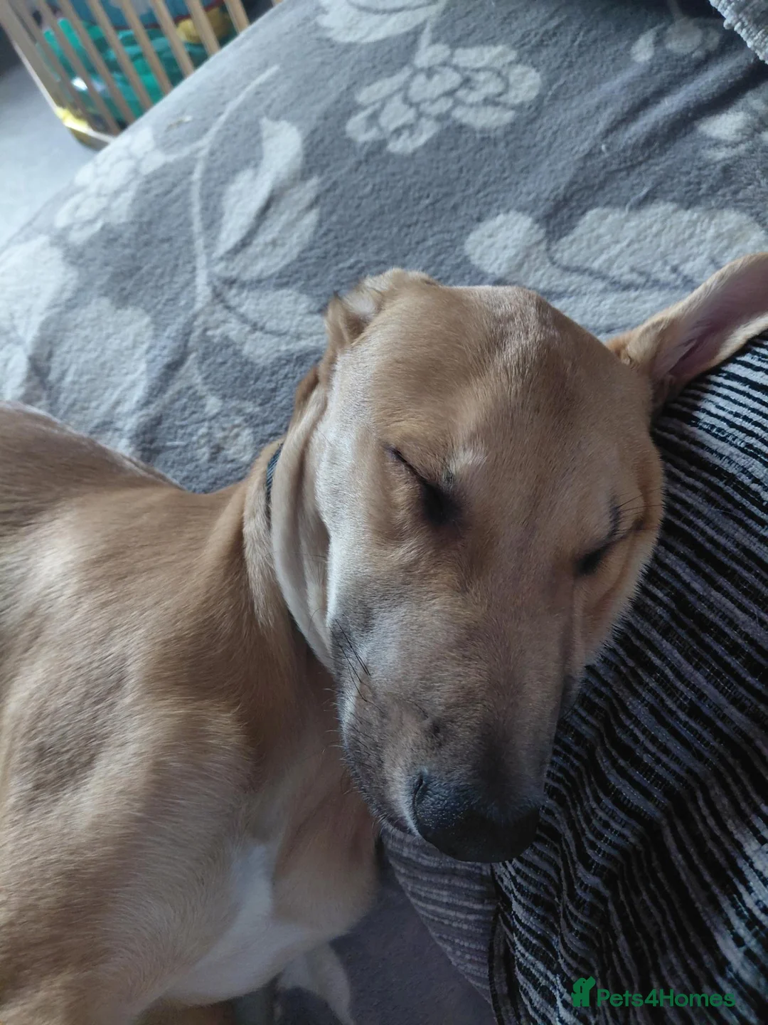 Mixed Breed dogs for sale: 14 month old lurcher - Advert 5