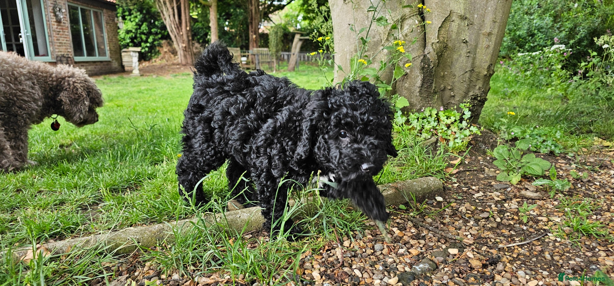 Cockapoo dogs 1 Girl - Quality F1b - Black with white Flash - Advert 10