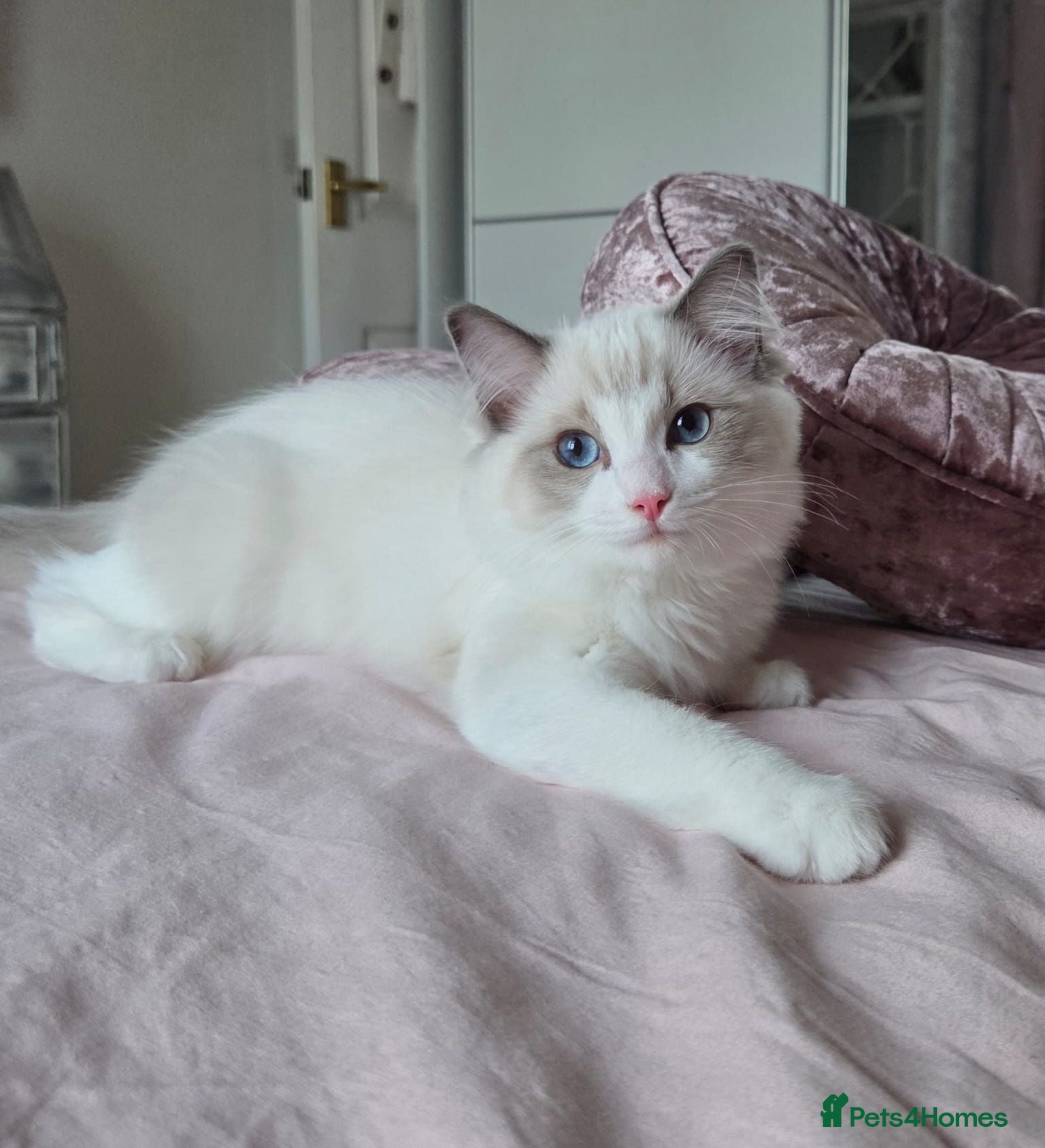 Ragdoll cats TICA Blue Bicolor Ragdoll females - Advert 10