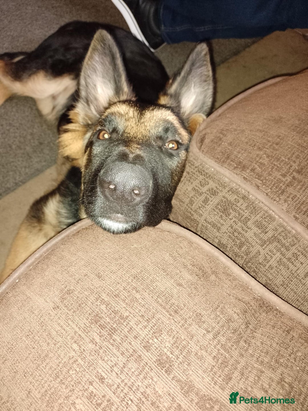 German Shepherd dogs for sale: Zeus - German shepherd looking for a good home - Image 5