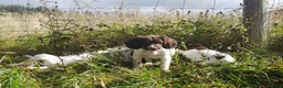 English Springer Spaniel dogs for sale: Gorgeous English Springer Spaniels Puppies - Advert 11
