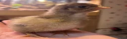 Chickens poultry for sale: Orpington Chicks and hatching eggs available  - Advert 8