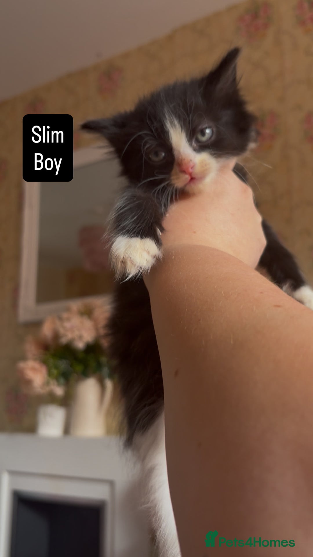 Mixed Breed cats for sale: Fluffy beautiful kittens  - Image 2