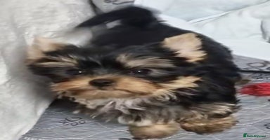Yorkshire Terrier dogs - Advert 12