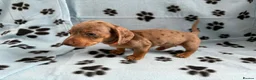 Miniature Dachshund dogs for sale: LOVELY MINIATURE DACHSHUNDS PUPPIES FOR SALE in Southampton - Advert 9