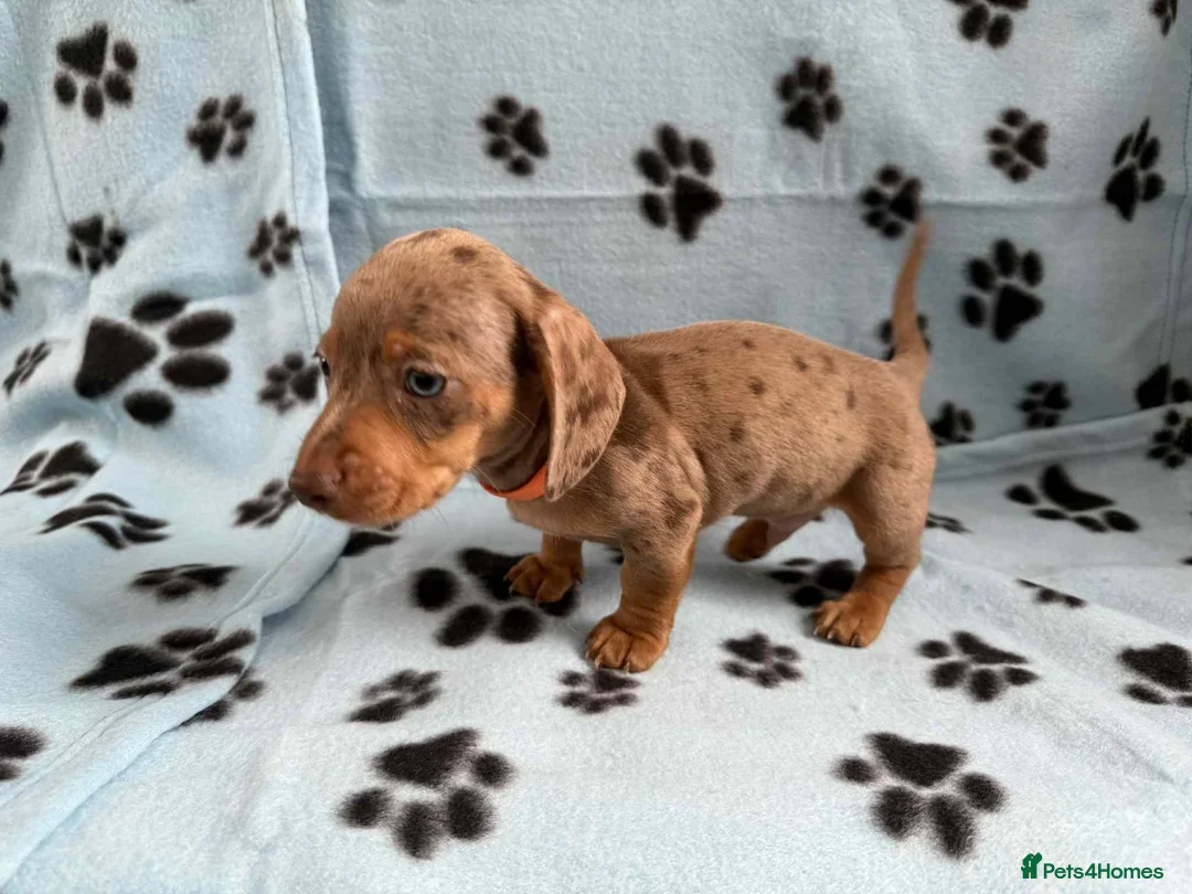 Miniature Dachshund dogs for sale: LOVELY MINIATURE DACHSHUNDS PUPPIES FOR SALE in Southampton - Advert 9