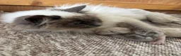 Ragdoll cats for sale: Ragdoll kittens  - Advert 8