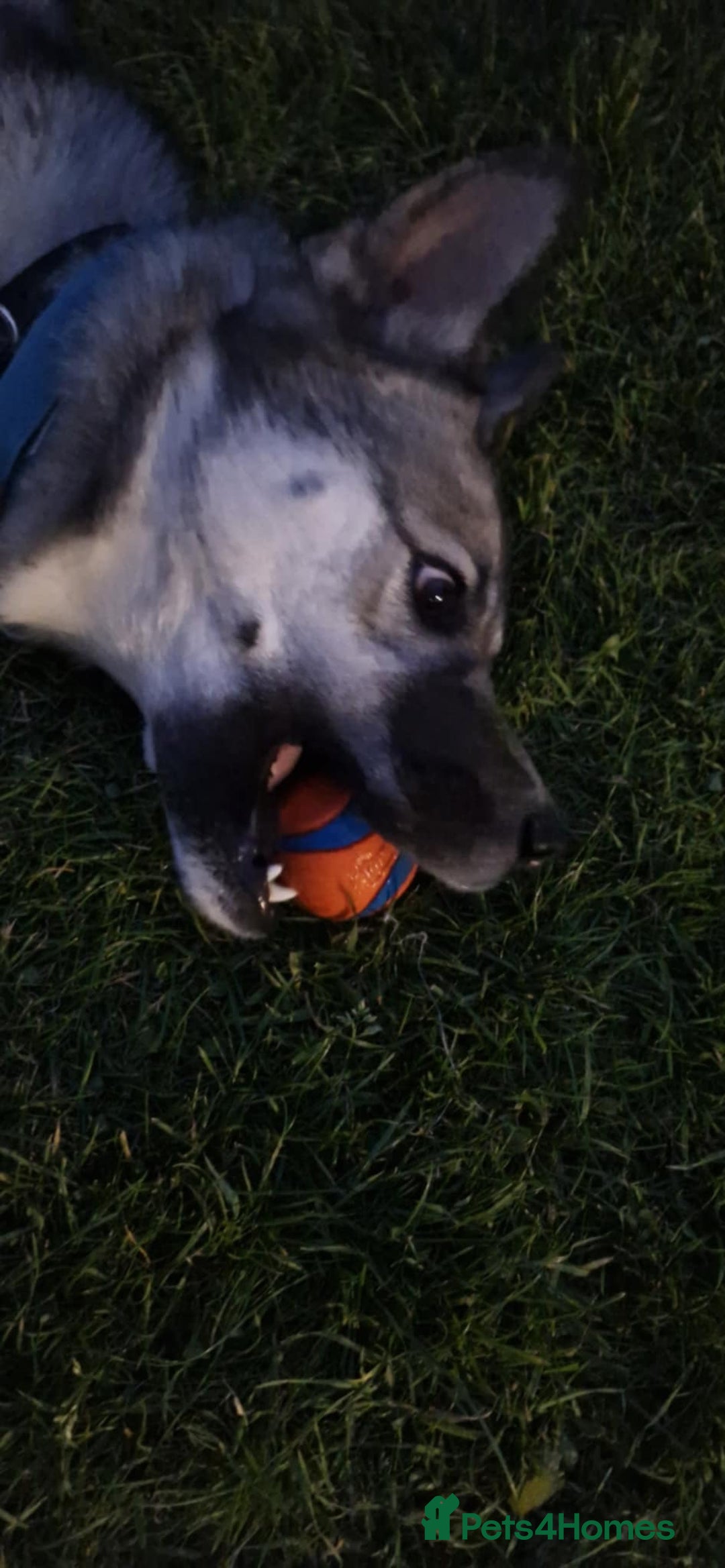 Mixed Breed dogs for sale: Storm - 2 years old - Advert 9