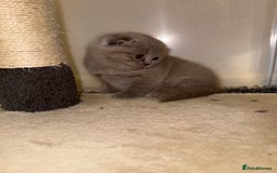 Scottish Fold cats for sale: 3 Adorable Scottish Fold Kittens🩷💙🩷 - Image 20