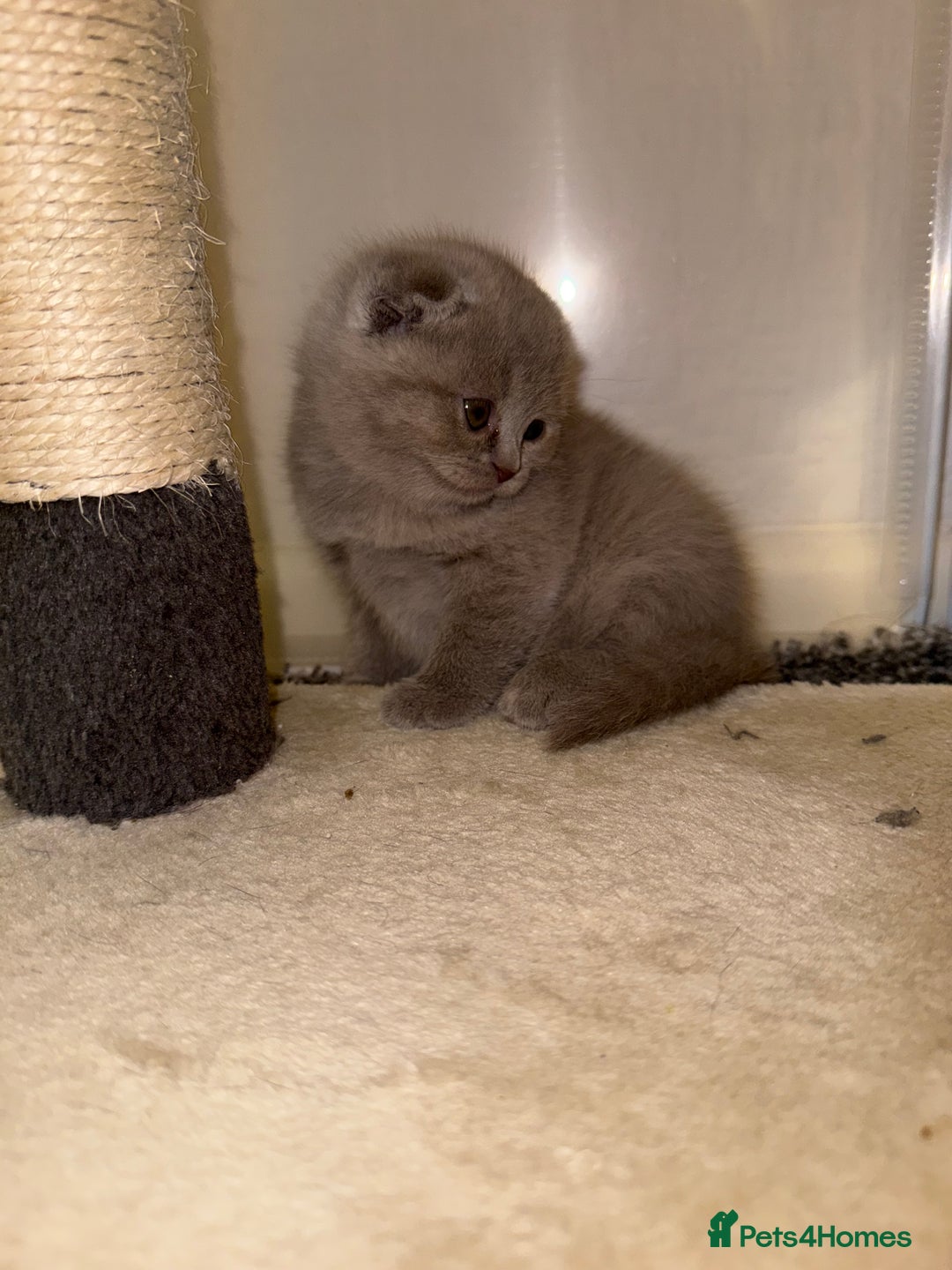 Scottish Fold cats for sale: 3 Adorable Scottish Fold Kittens🩷💙🩷 - Image 20
