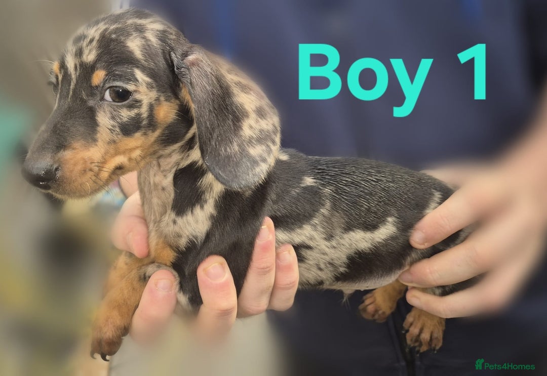 Miniature Dachshund dogs for sale: !!!Minature Dachshunds For Sale!!! - Advert 3