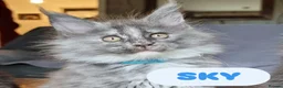 Maine Coon cats for sale: Amazing XXL ACTIVE TICA REGISTER READY NOW! - Advert 17