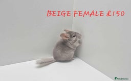 Chinchilla rodents for sale: STUNNING BABIES CHINCHILLA MIX COLOURS AND GENDER  - Image 10