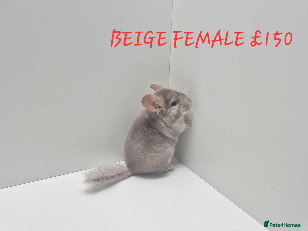 Chinchilla rodents for sale: STUNNING BABIES CHINCHILLA MIX COLOURS AND GENDER  - Image 10