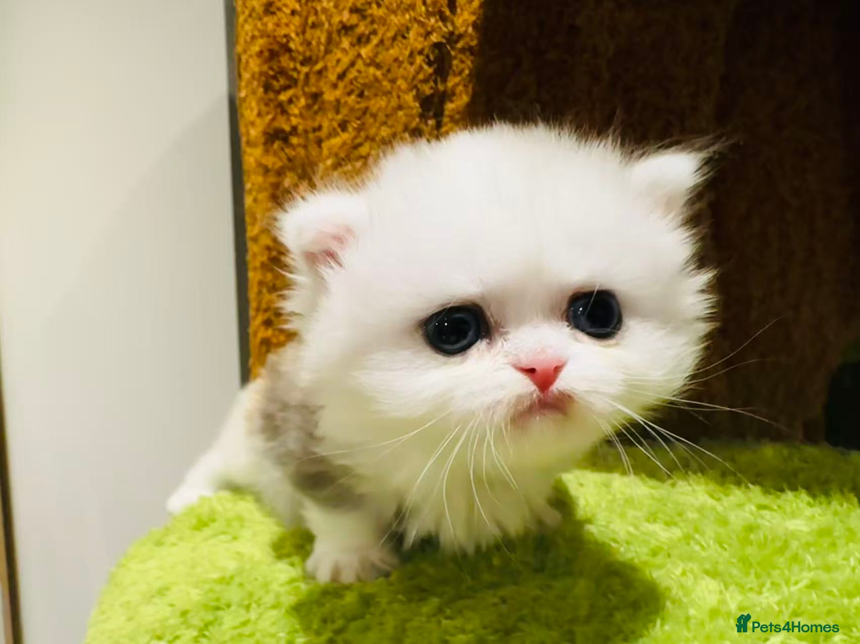 Munchkin cats Show-Quality Minuet Kittens – Rare in the UK - Advert 2