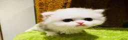 Munchkin cats for sale: Show-Quality Minuet Kittens – Rare in the UK - Advert 2