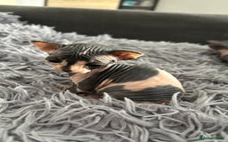 Sphynx cats for sale: Amazing colour Sphynx - Image 13